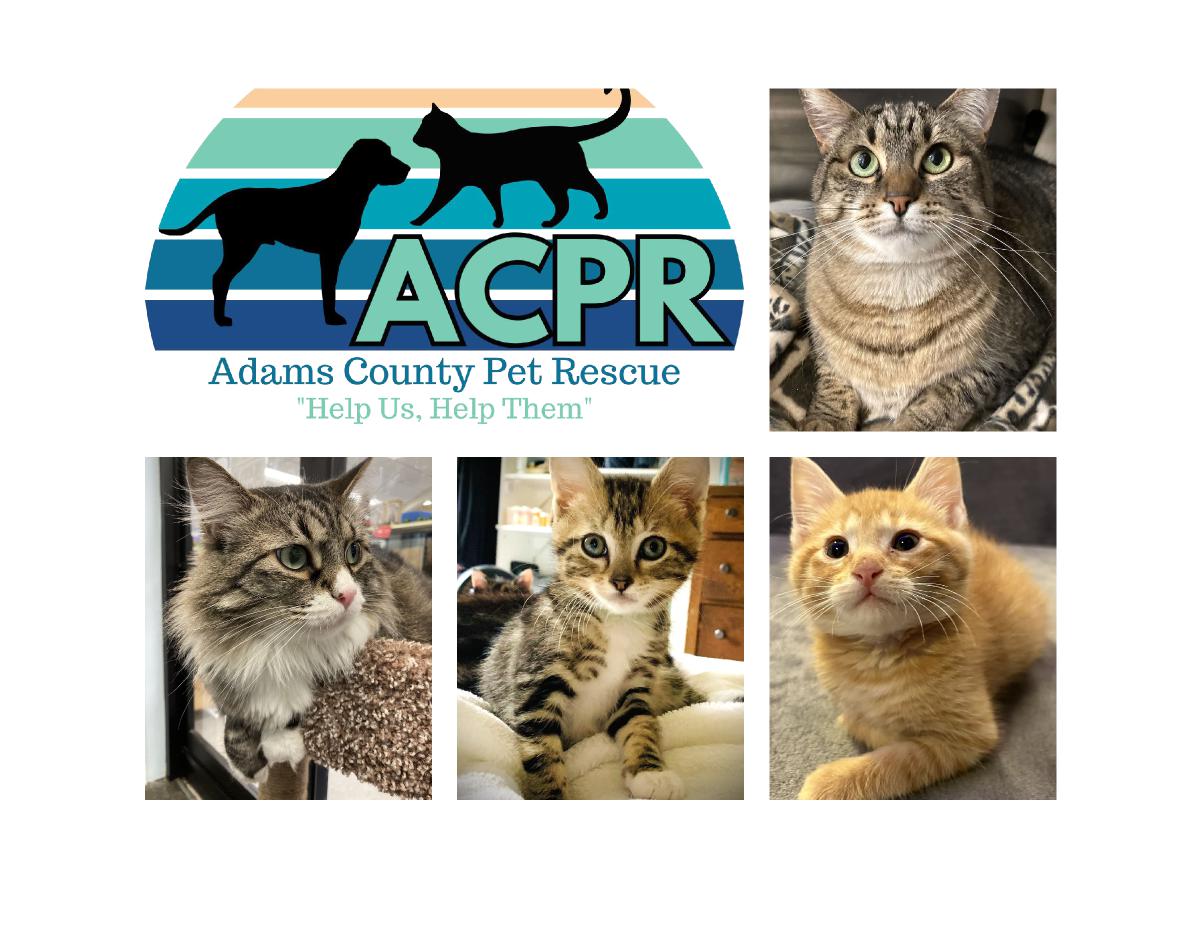ACPR Cat Calendar
