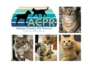 ACPR Cat Calendar