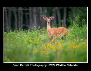 Dean Cerrati Photography 2024 Wildlife Calendar