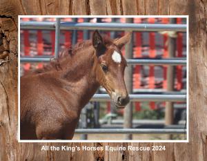 All the King's Horses Equine Rescue 2024