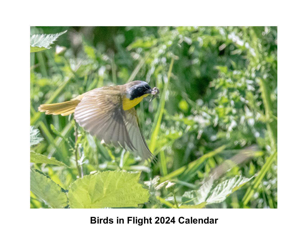 PNW Birds in Flight 2024