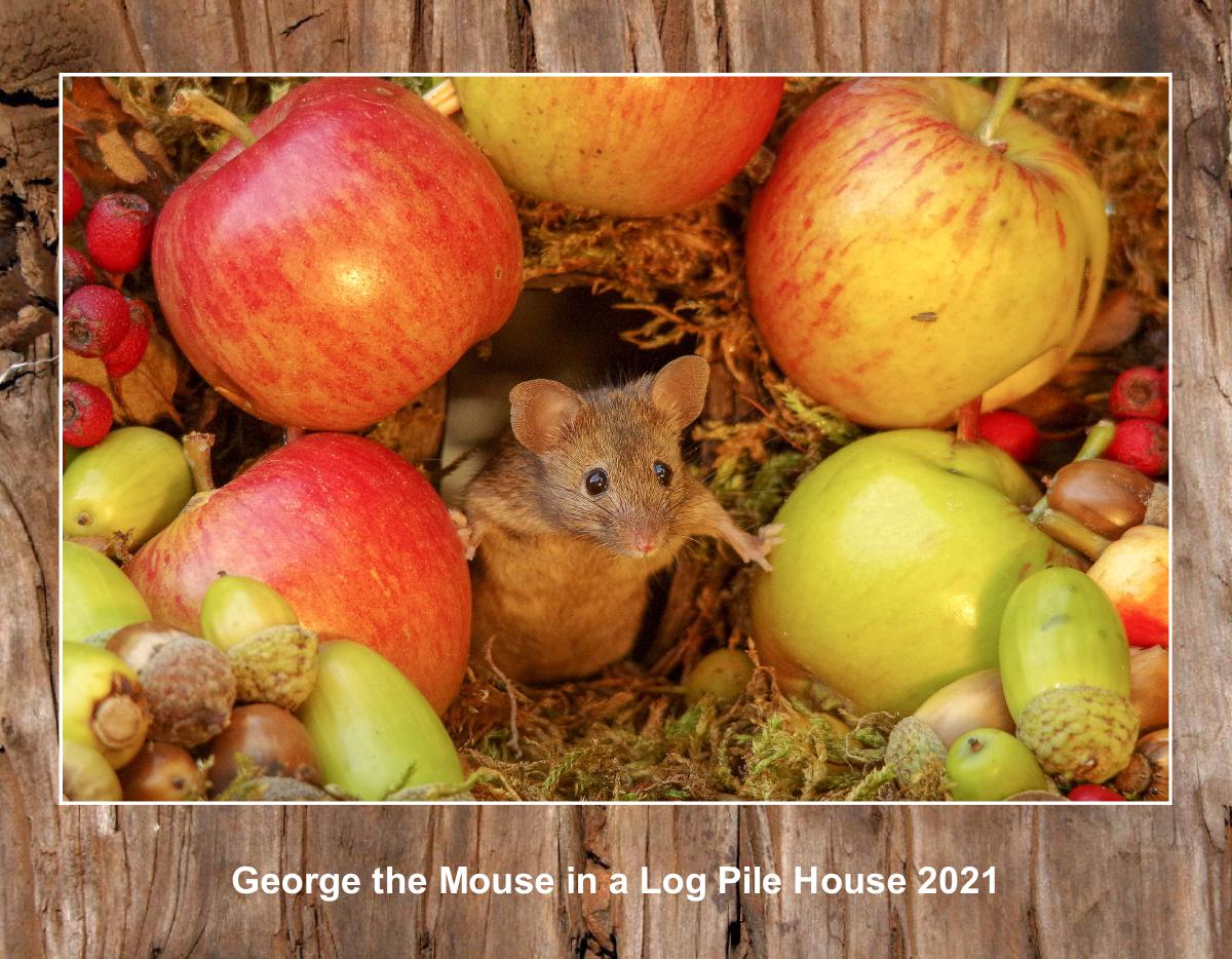 George the mouse calendar 2023