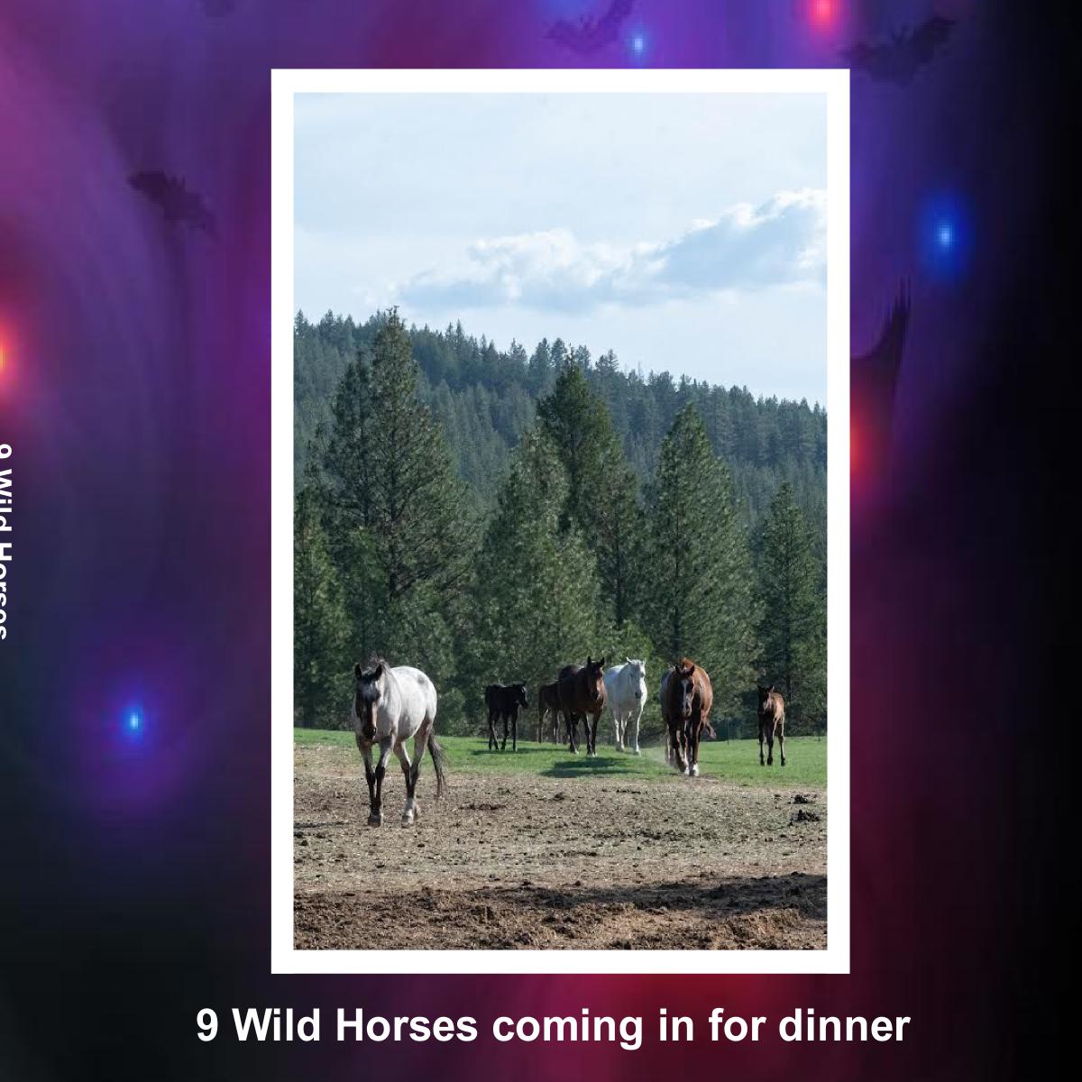 9 Wild Horses Photo Book