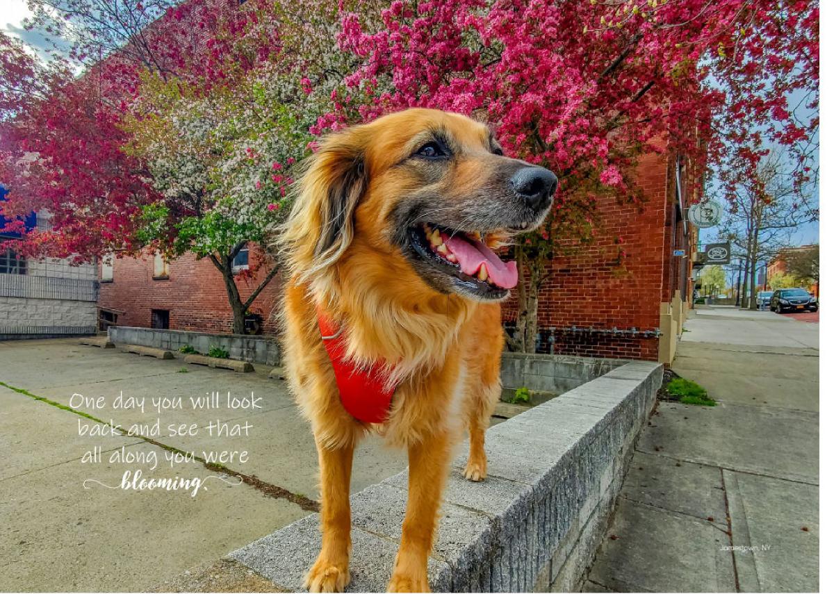 Greeting Card- Blooming