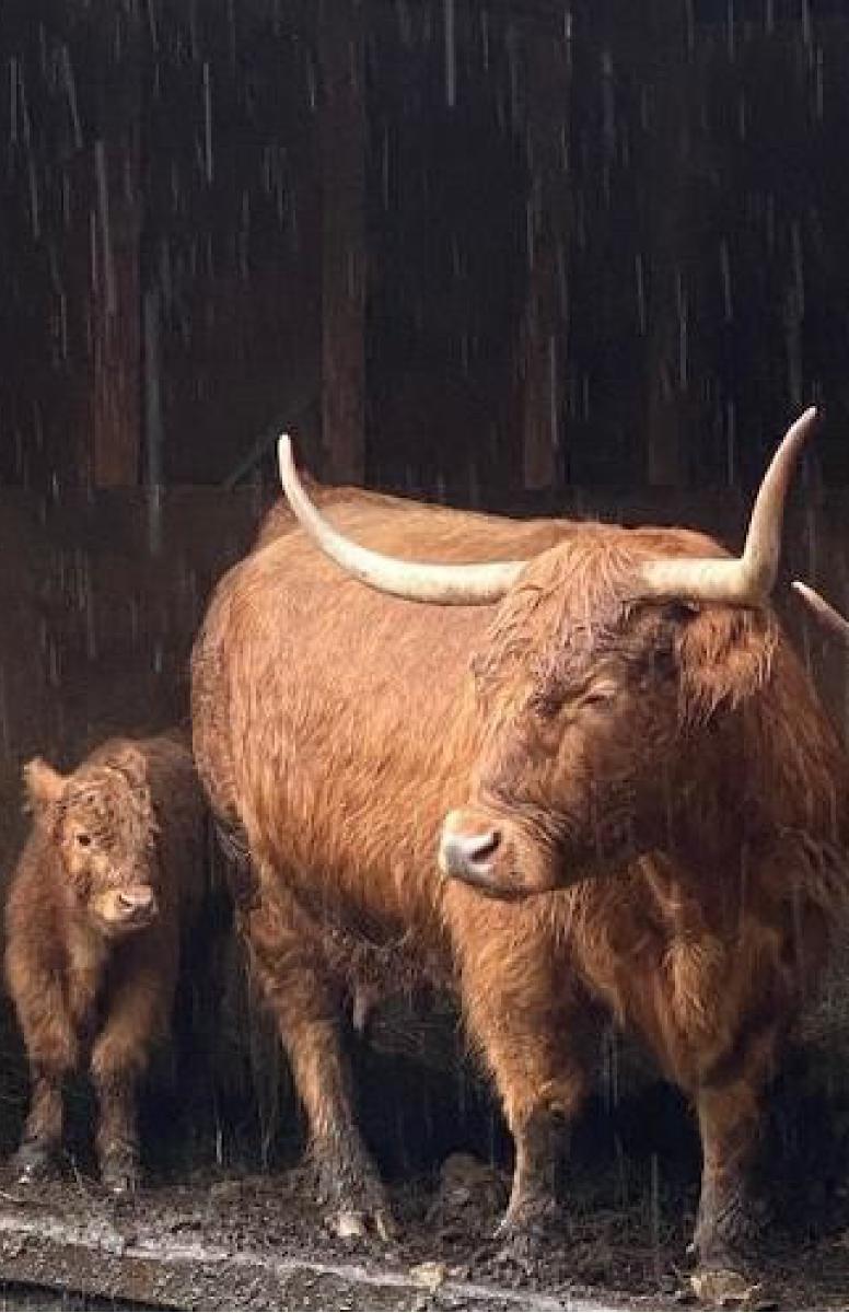 Highland cattle Rain