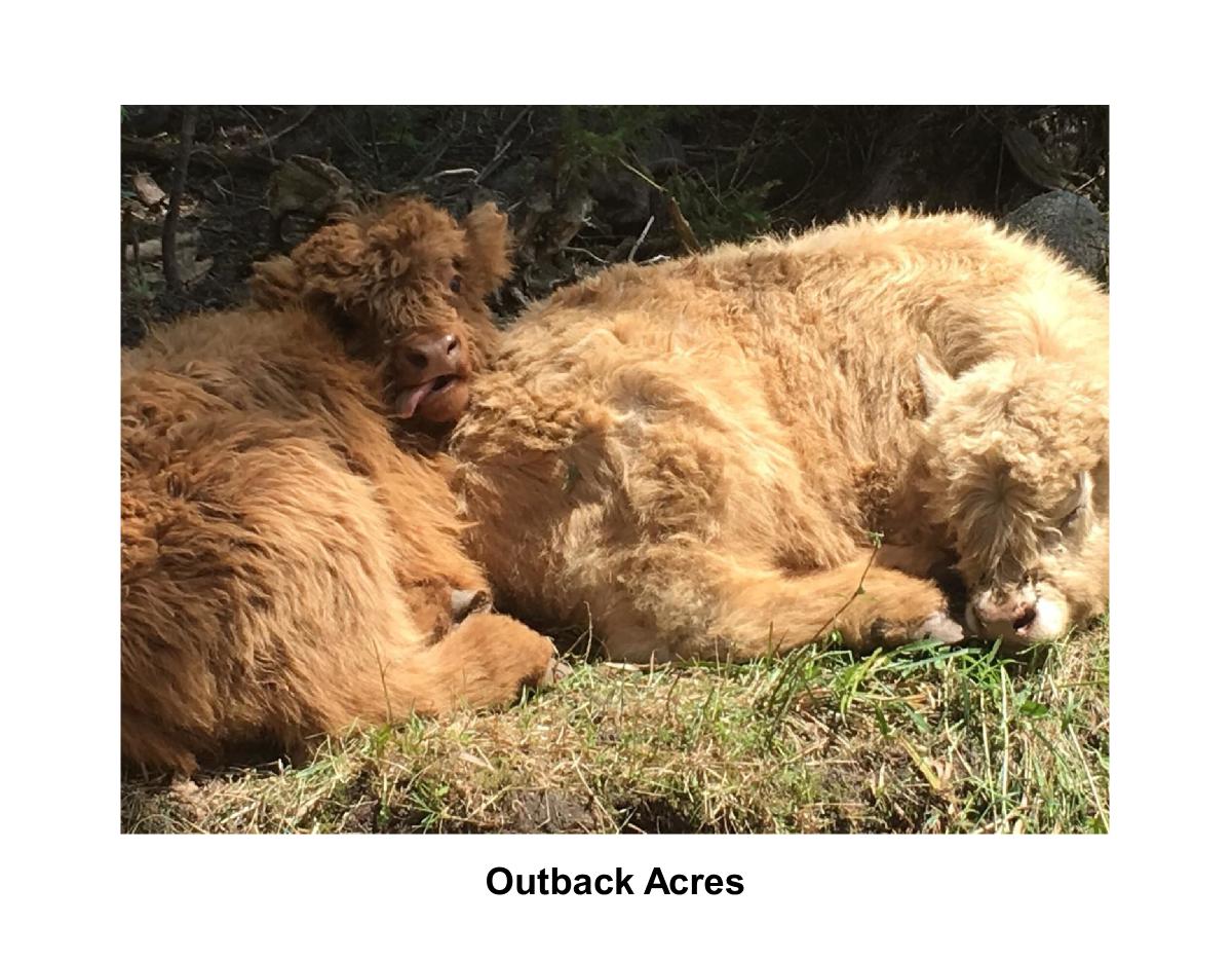Outback Acres Babies