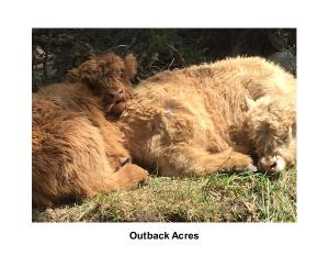 Outback Acres Babies
