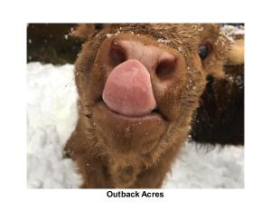 Outback Acres