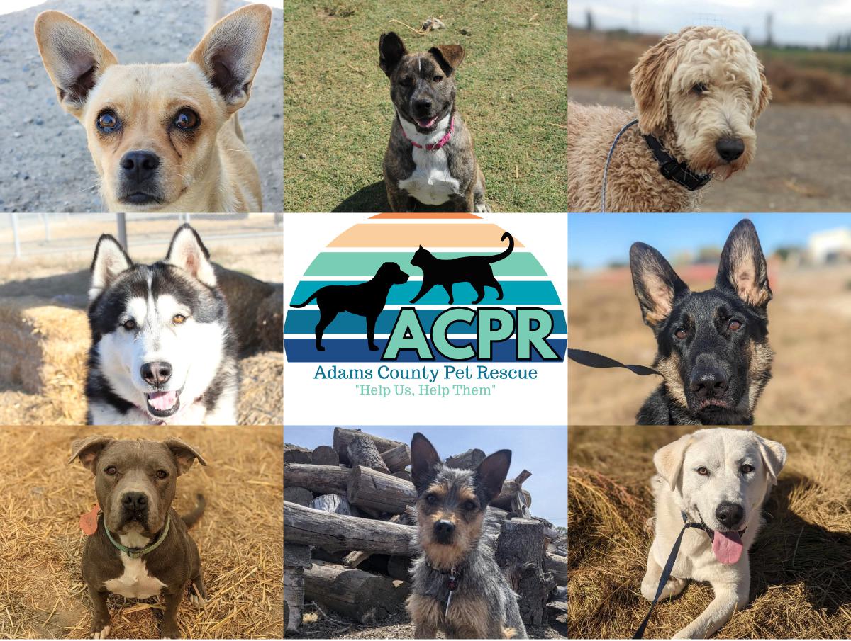 ACPR Dog Calendar 2024