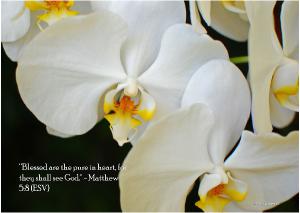 White Orchid Note Card