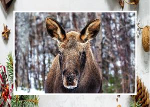 alaskadjkart