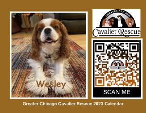 Greater Chicago Cavalier Rescue 2023 Calendar