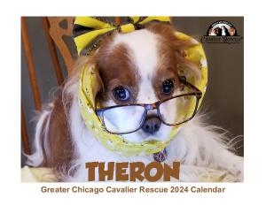 Greater Chicago Cavalier Rescue 2024 Calendar