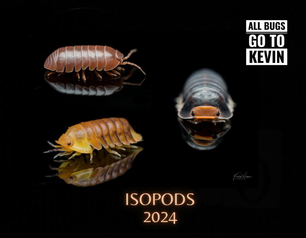 2024 All Bugs Go to Kevin Isopod Calendar
