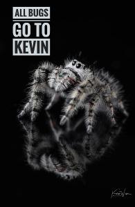 All Bugs Go to Kevin Jumping Spider Notebook