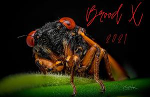 Brood X Cicada 2021 Poster