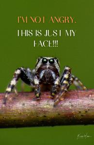 I'm Not Angry. This is Just My Face! Poster