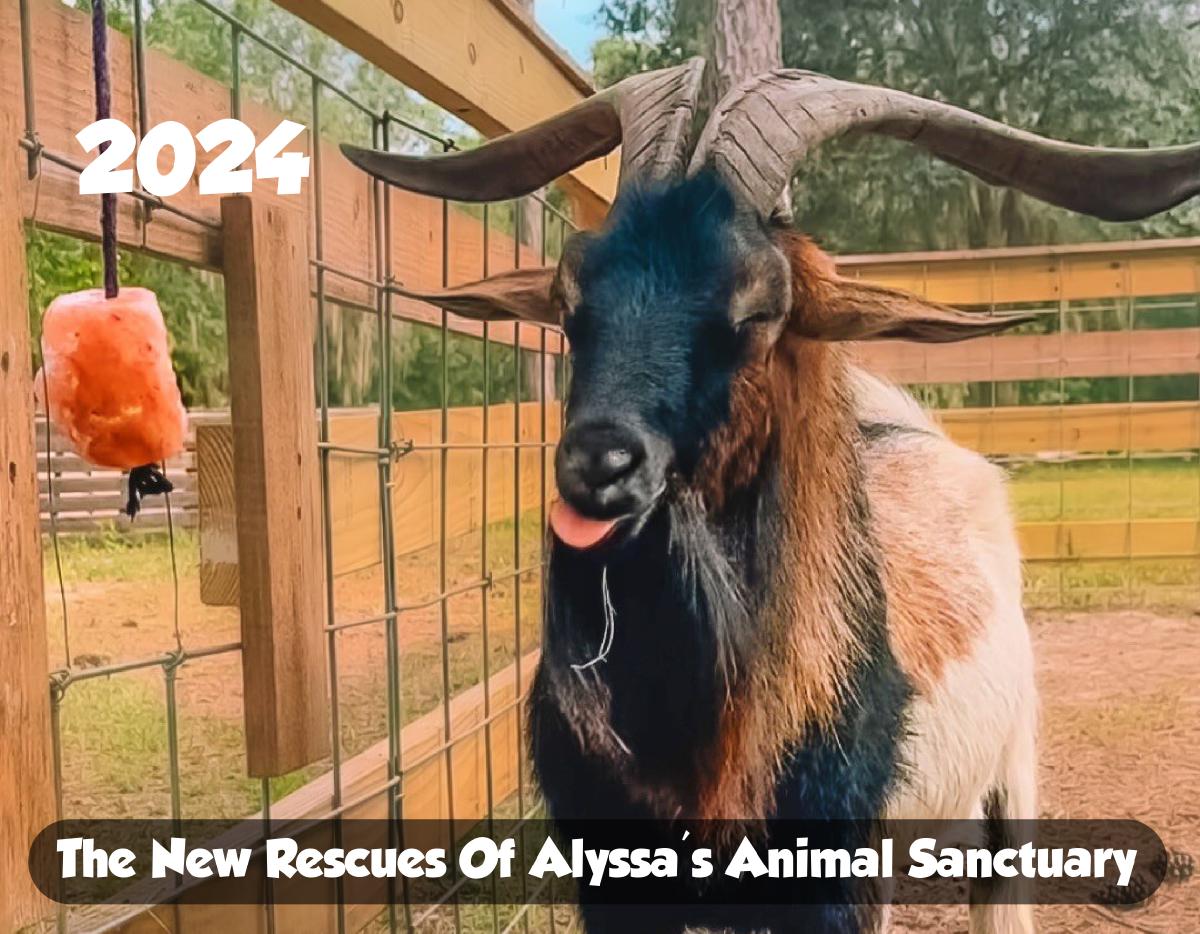 The New Rescues Of Alyssa's Animal Sanctuary