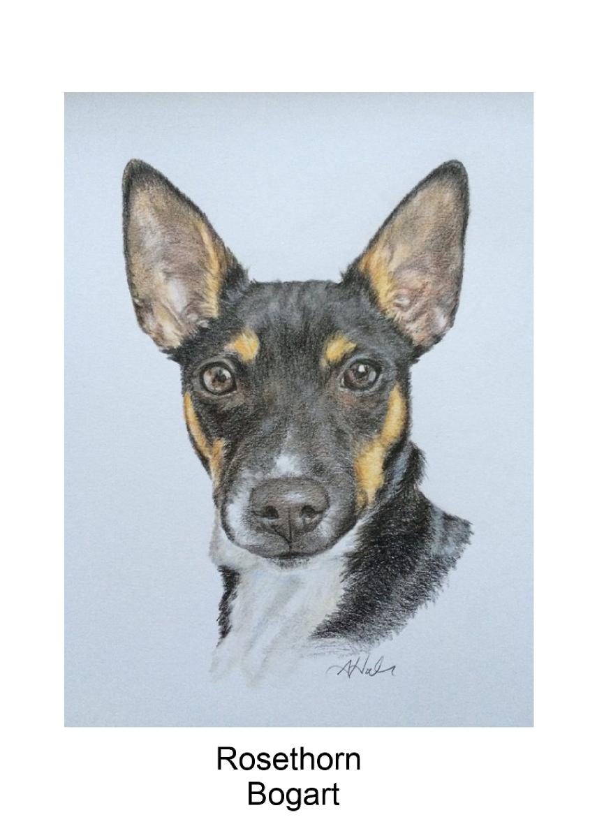 Bogart Rat terrier greeting card