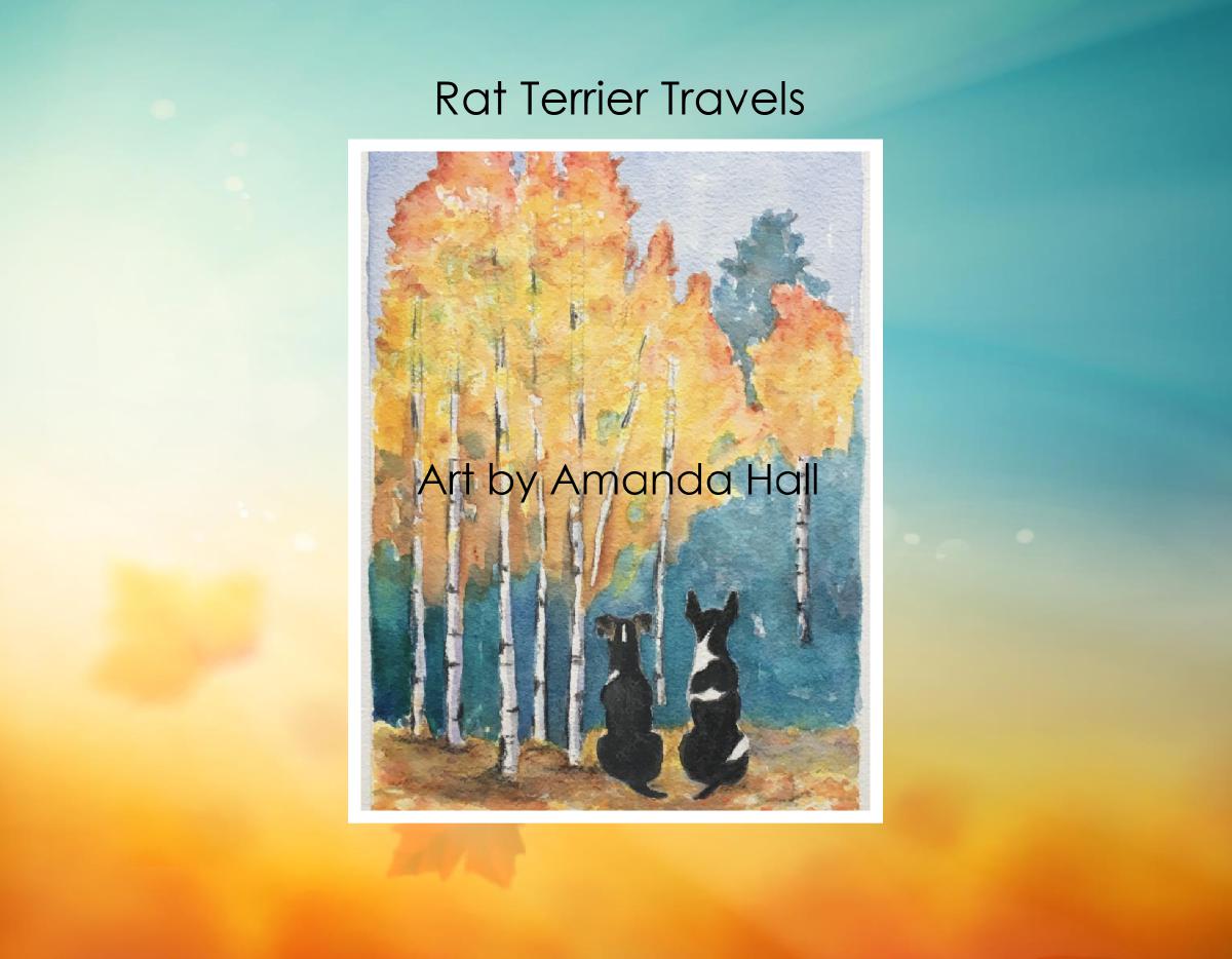 Rat Terrier Travels