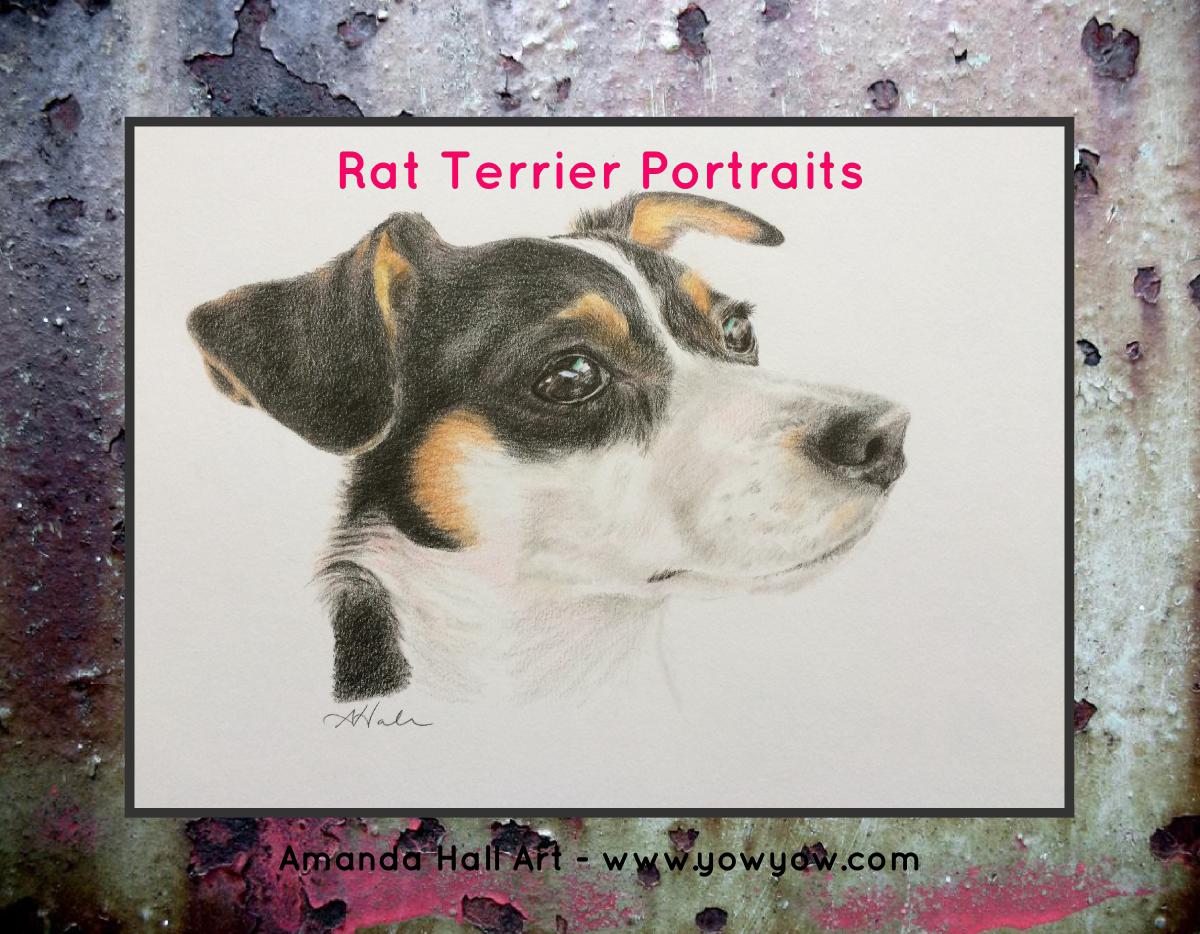 Rat Terrier Portraits