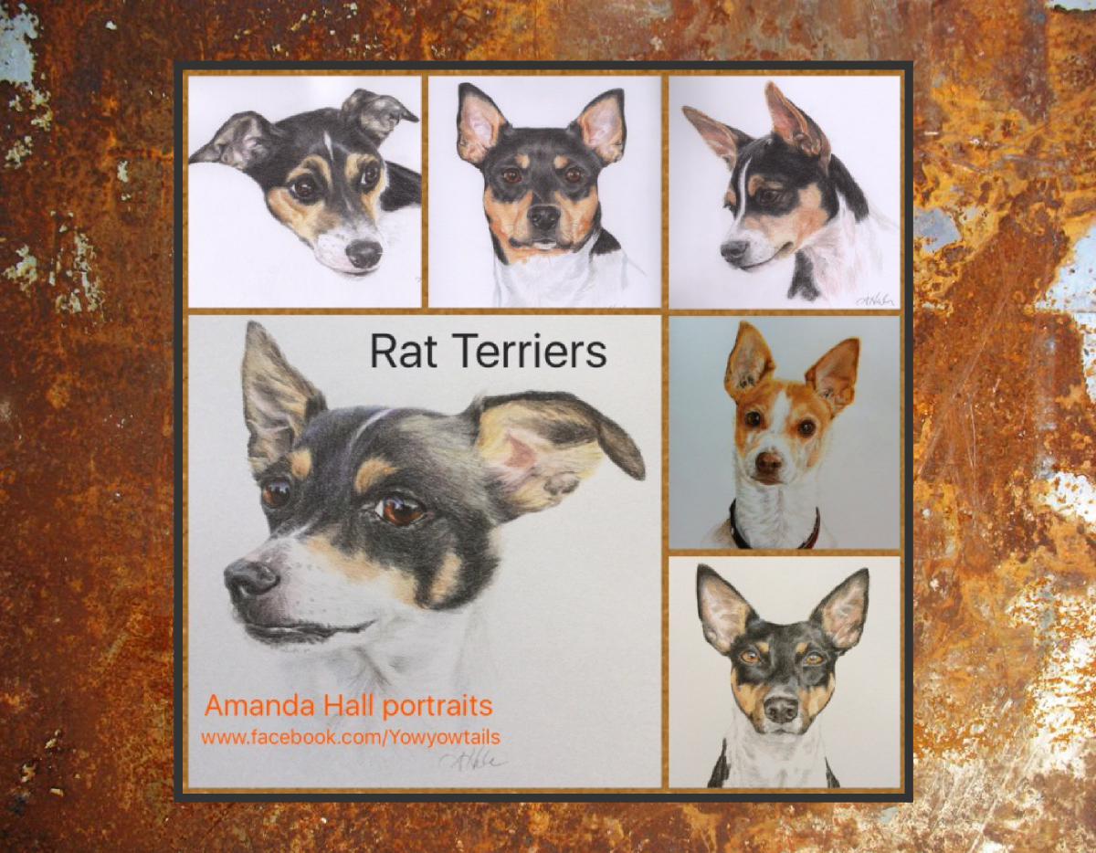 Rat terrier I