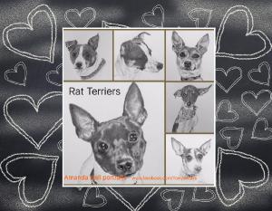 Rat terriers Graphite