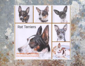 Rat Terrier III