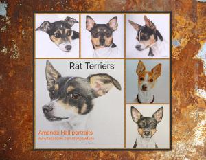 Rat terrier I