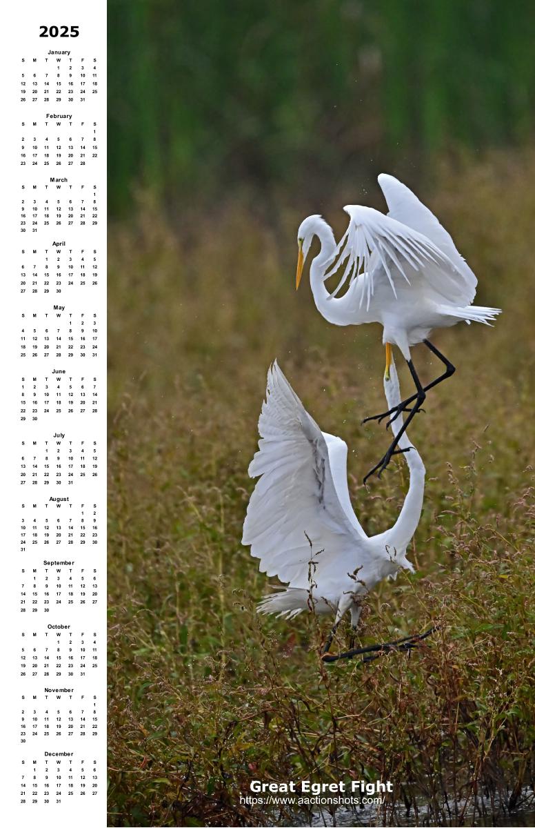 Great Egret  - 2024