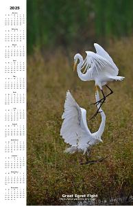 Great Egret  - 2024