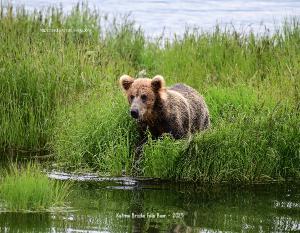 Amazing Action Photography Calendar 2024