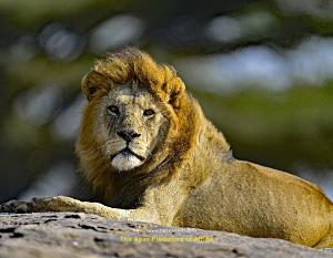 African Apex Predators Wall Calendar - 2027