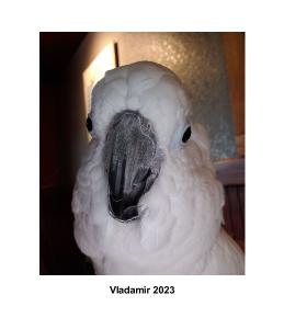 Vlad the Cockatoo 2023 - CD Calendar