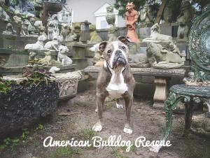 American Bulldog Rescue Calendar