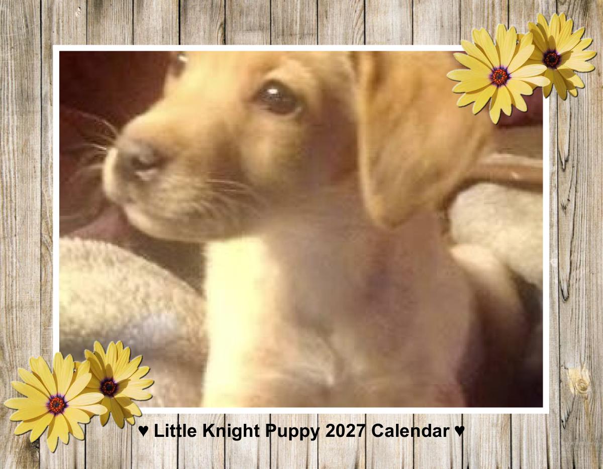 Little Knight Puppy
