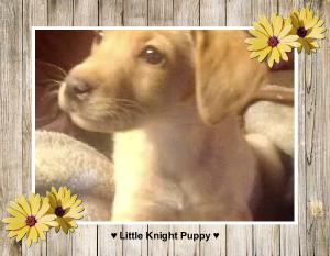 Little Knight Puppy