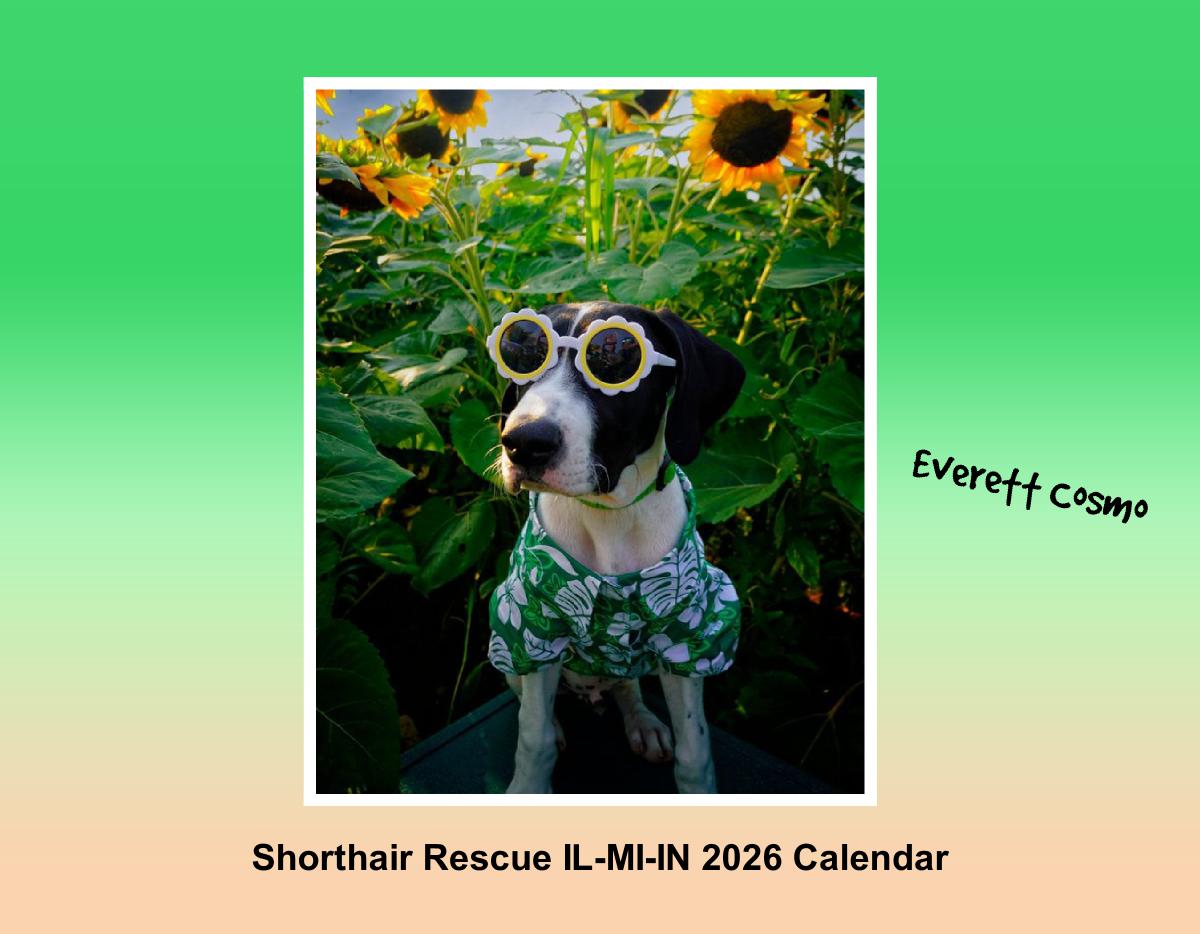 Illinois Shorthair Rescue 2026 Calendar