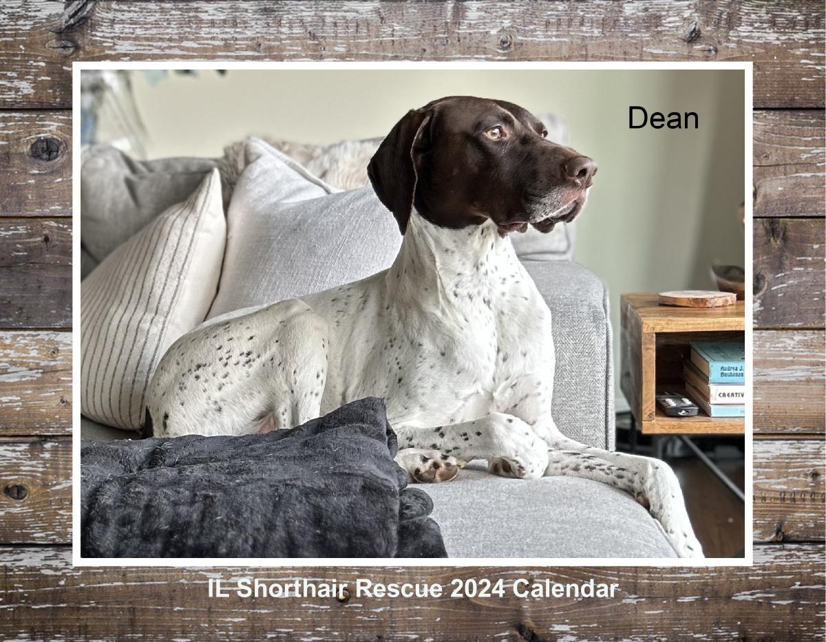 Il Shorthair Rescue 2024 Calendar