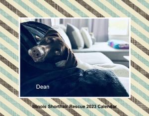 Illinois Shorthair Rescue 2023 Calendar