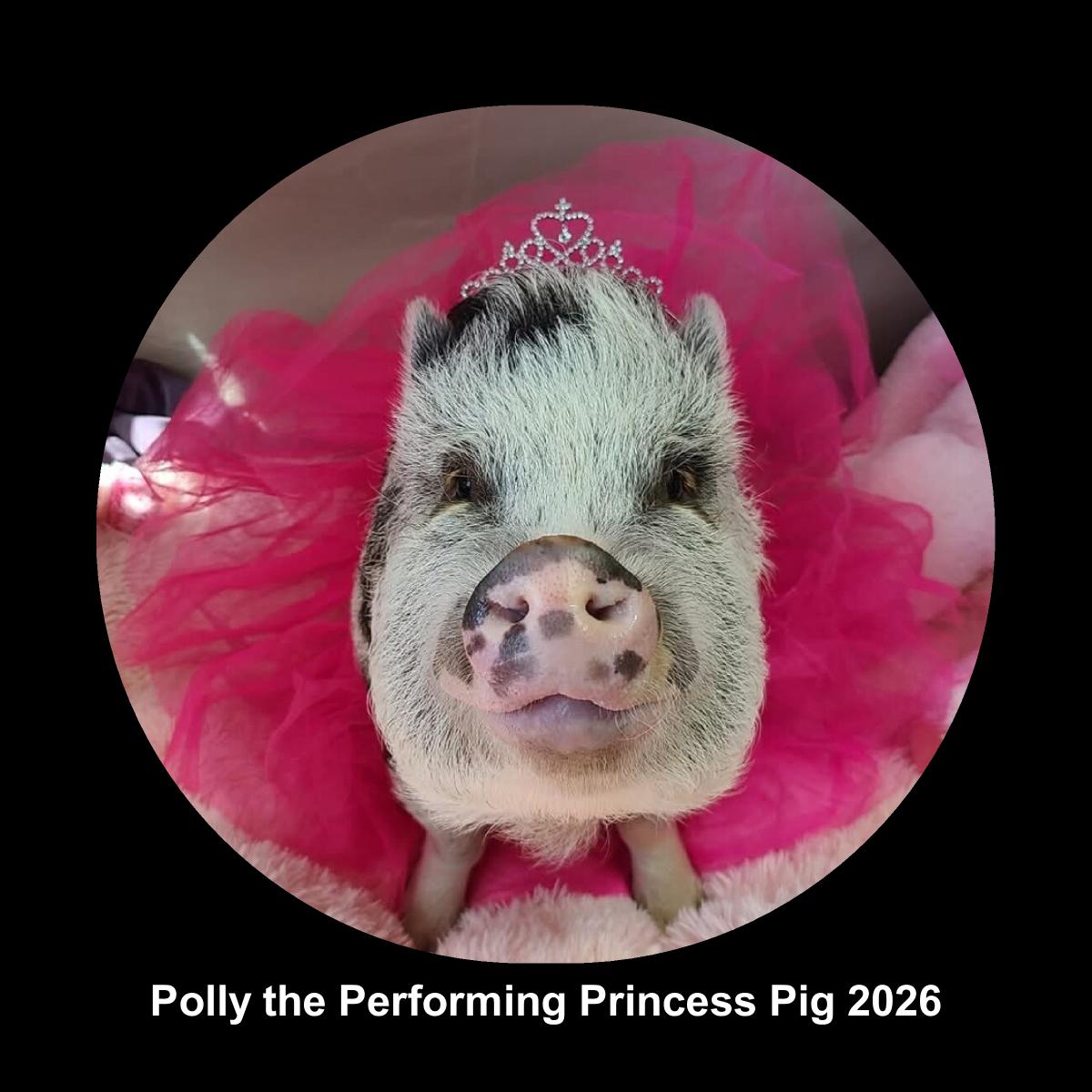 Polly the Performing Princess Pig 12x12 calendar