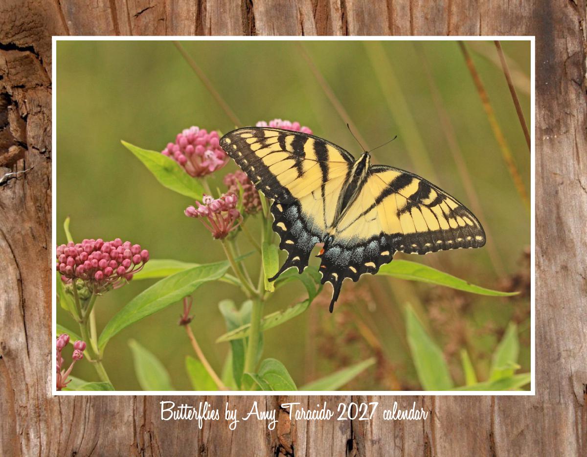 2027 wall calendar: butterflies by Amy Taracido