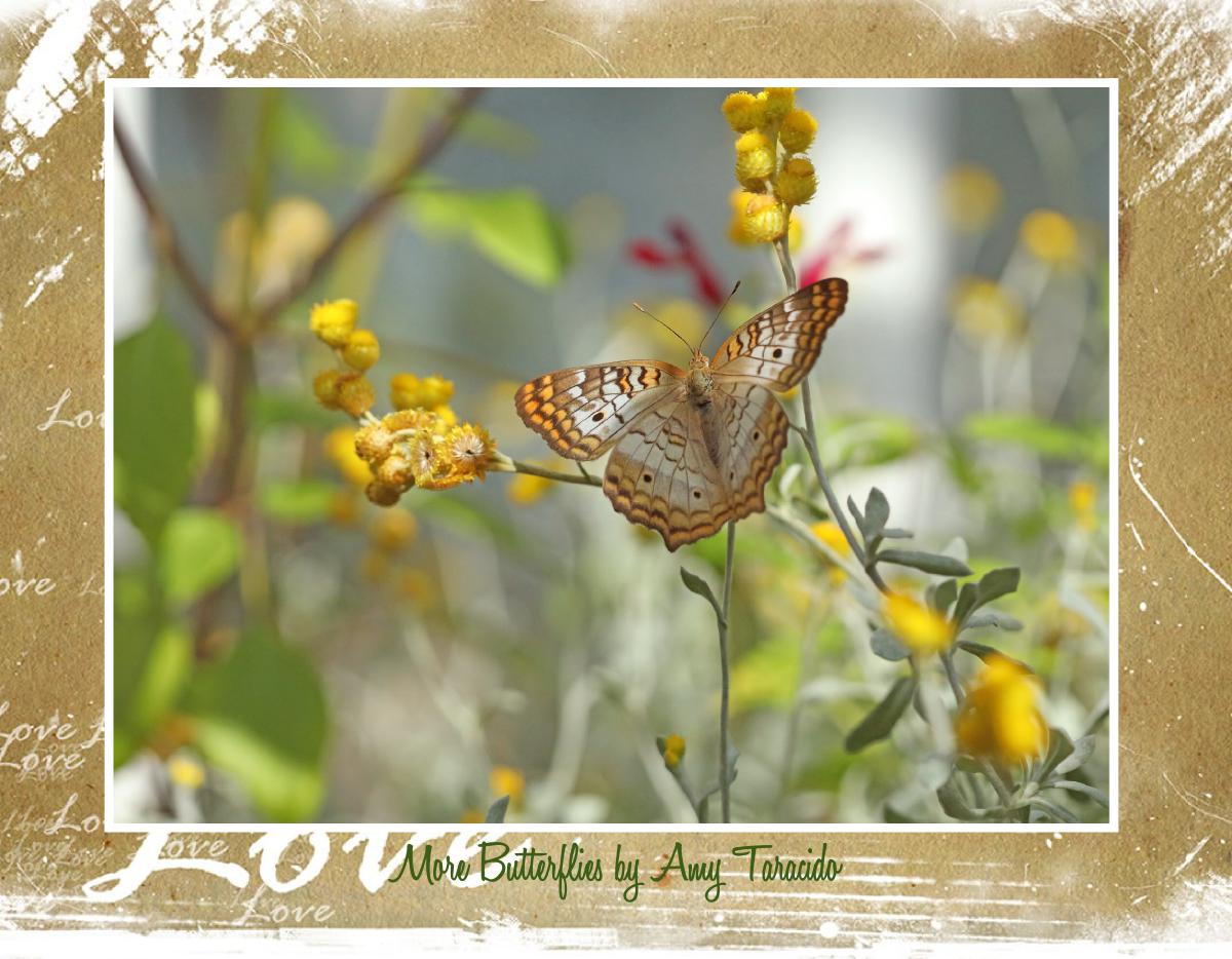 More Butterflies by Amy Taracido 2026