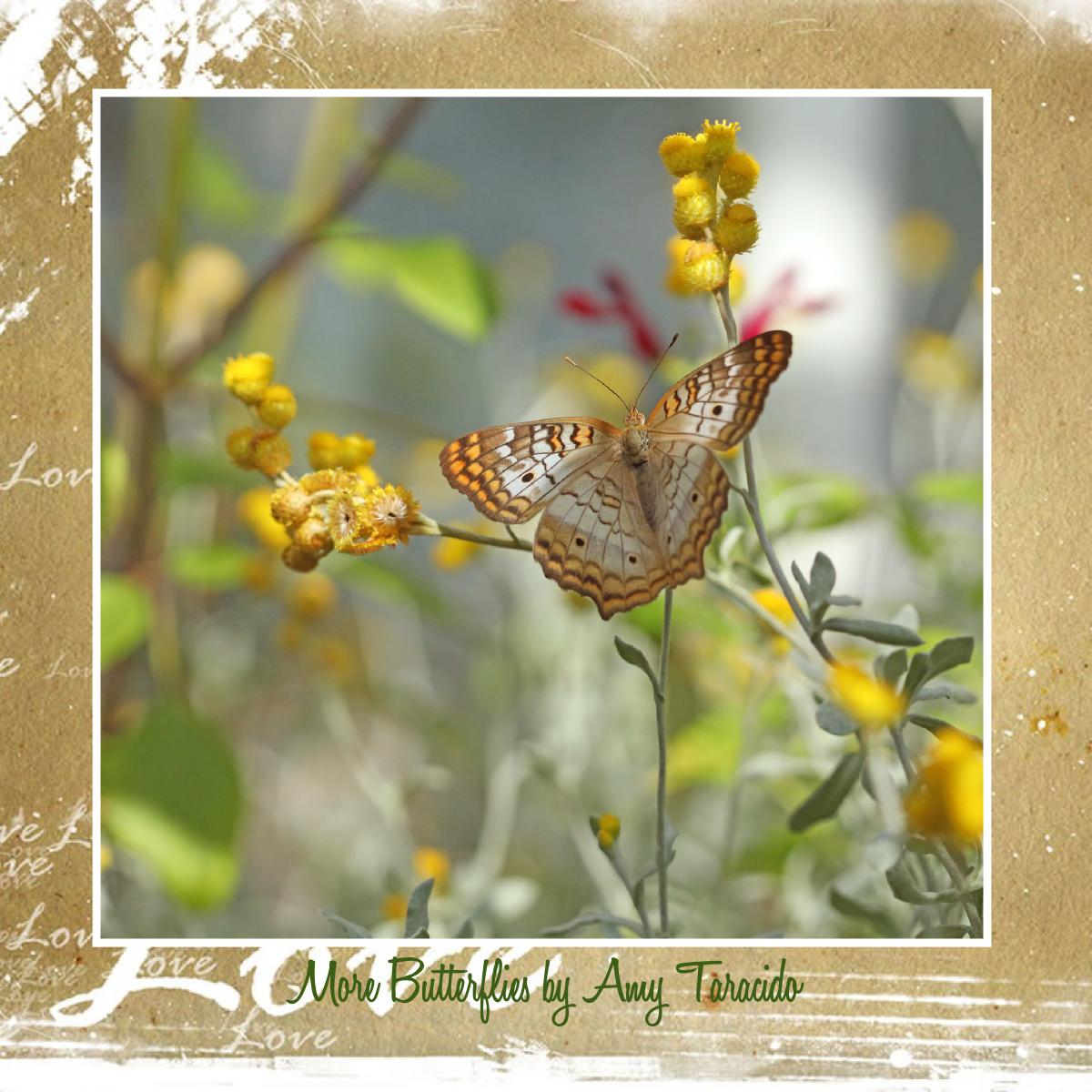 2027 wall calendar 12