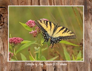 2027 wall calendar: butterflies by Amy Taracido