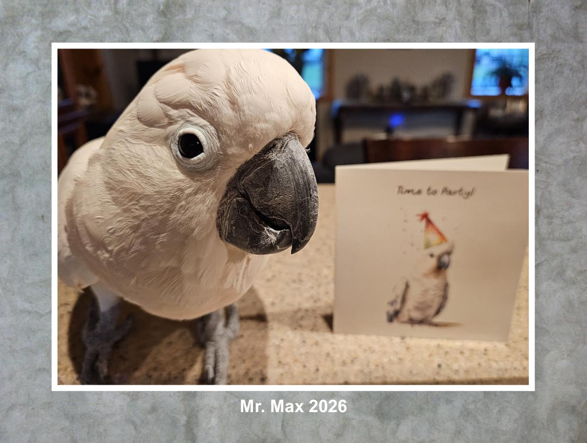 Mr. Max - Calendar 2026