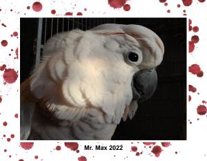 Mr Max 2022 Caalendar