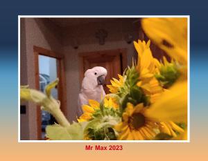 Mr Max 2023 Calendar