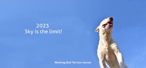 2023 Bull Terrier Calendar
