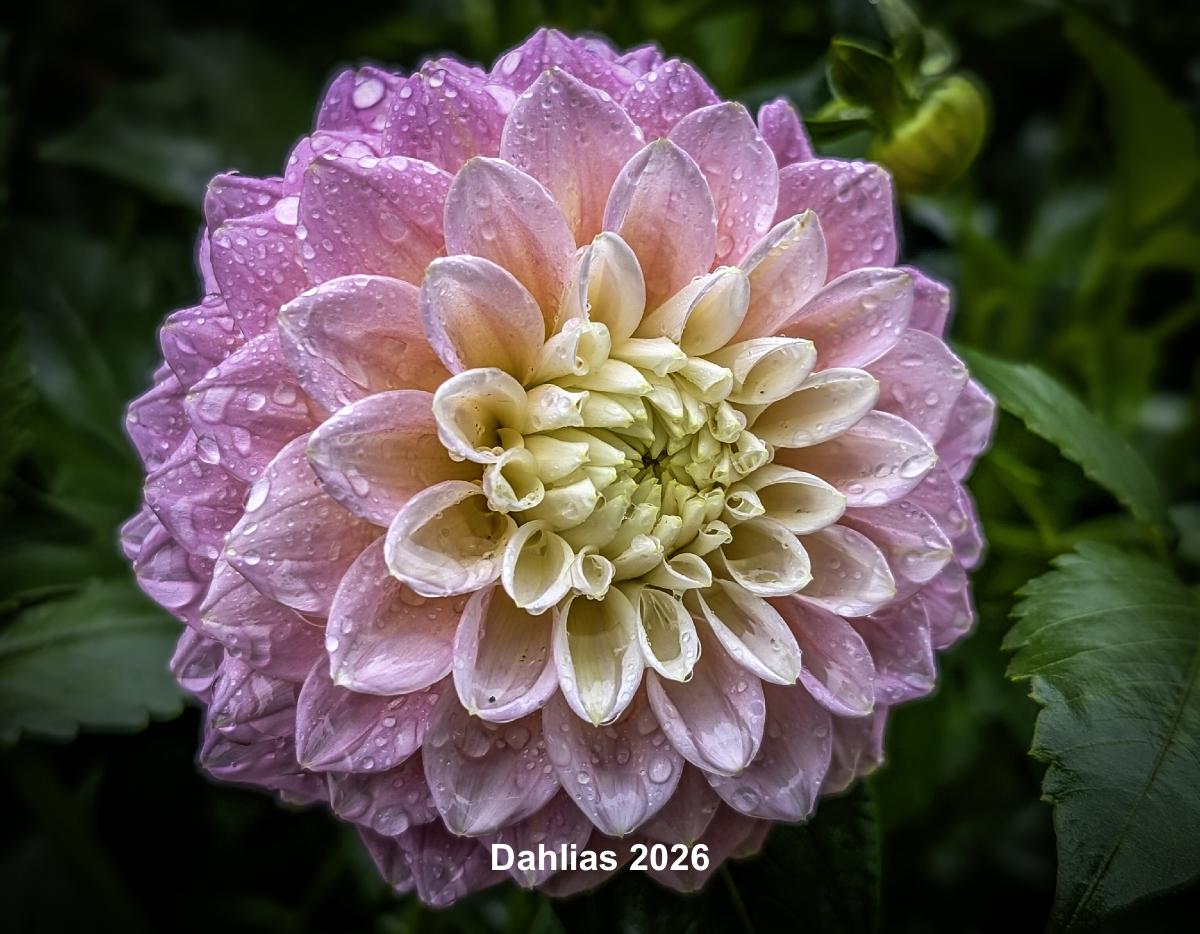 Dahlia 2026